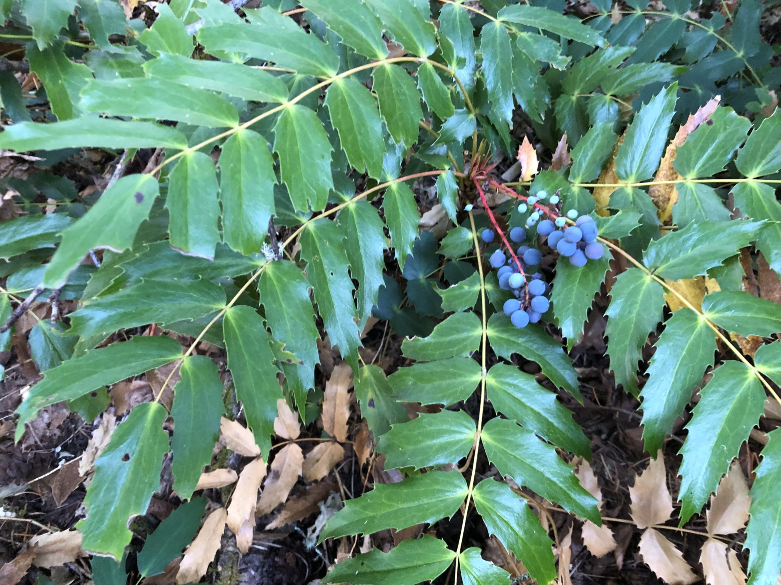 oregon grape