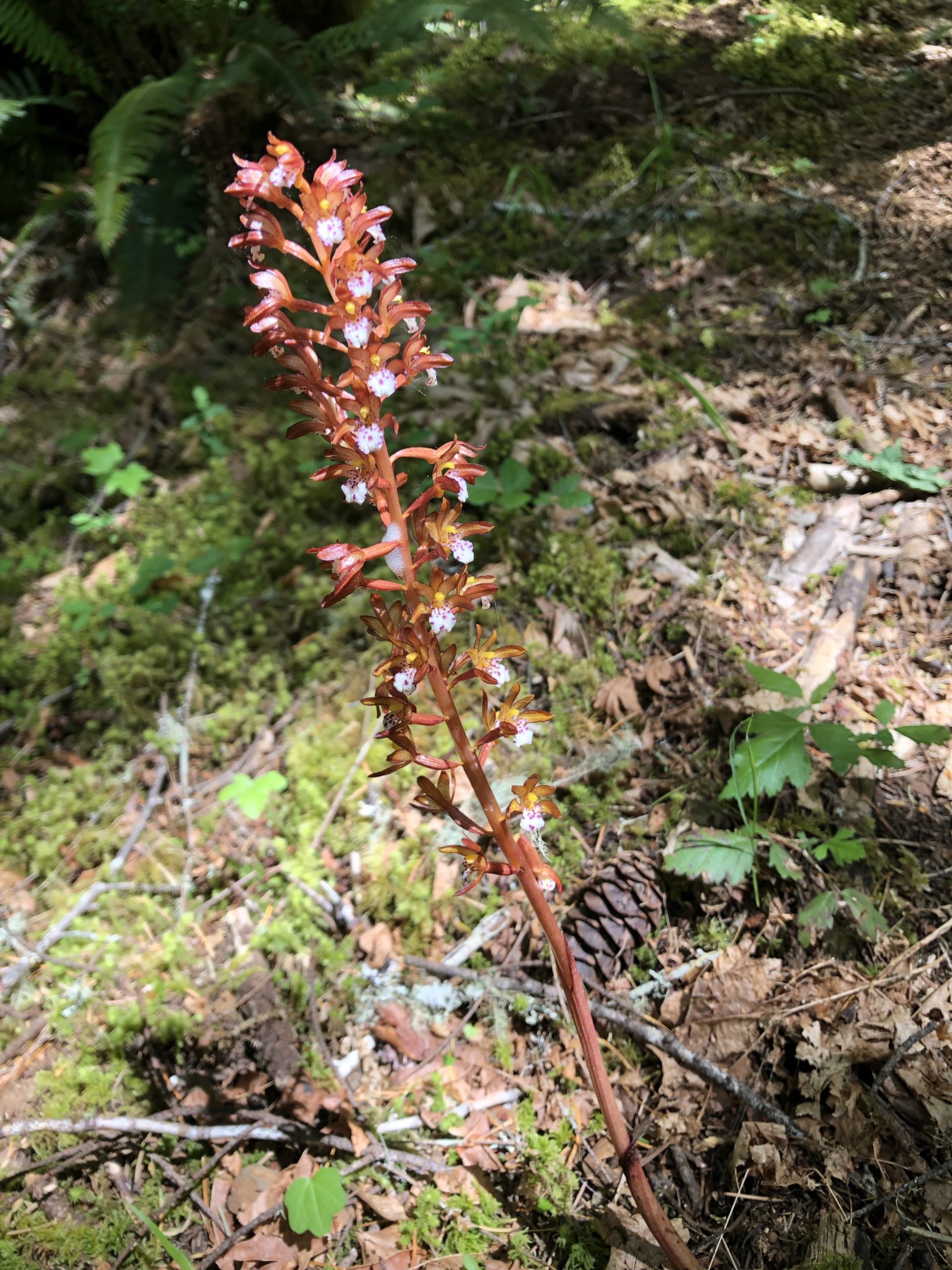 coralroot orchid