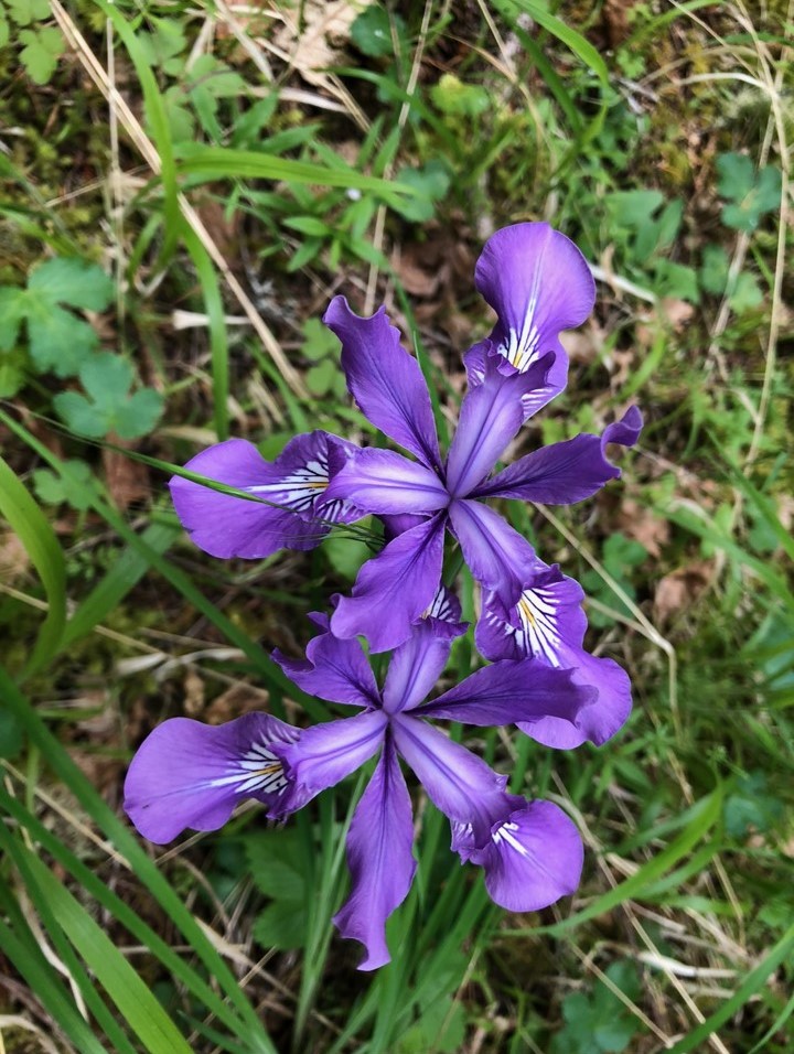 oregon iris